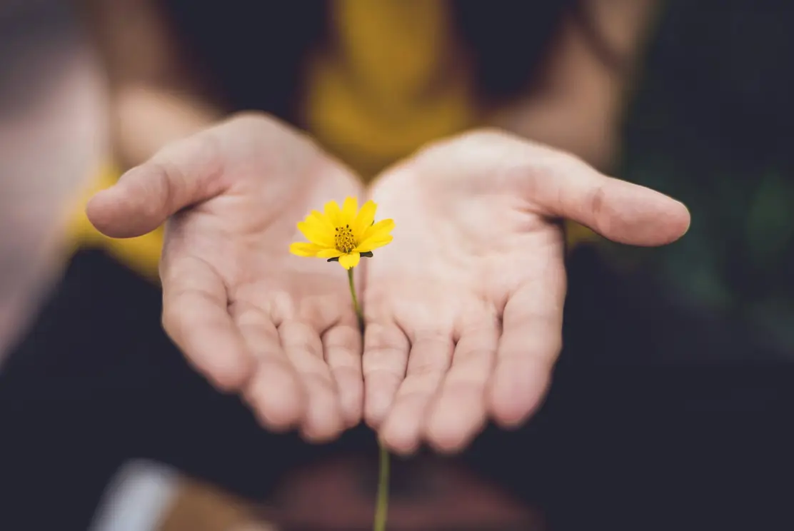 A pair of open hands holding a single yellow flower